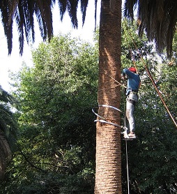 Poda de palmeras