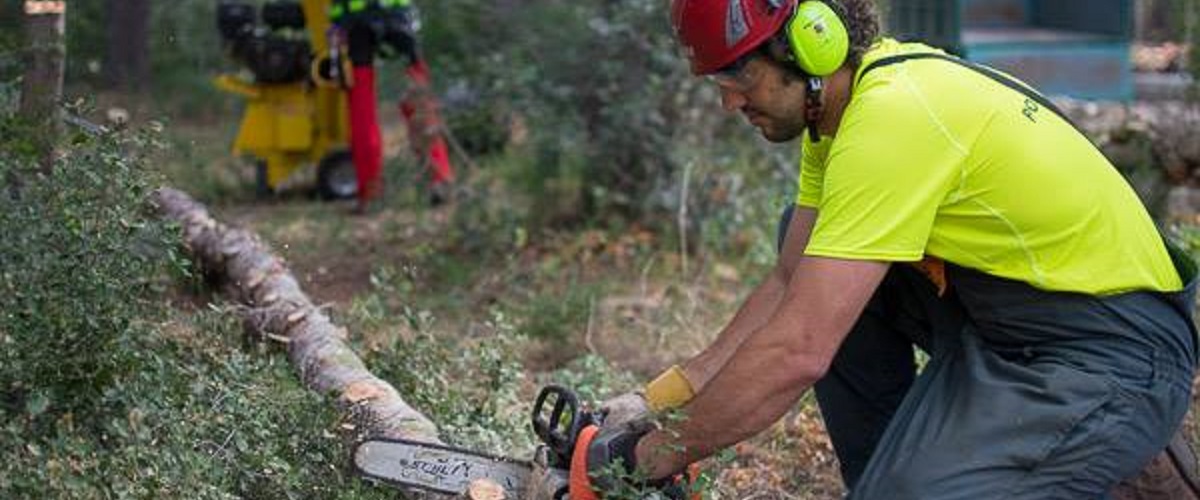 Trabajos forestales